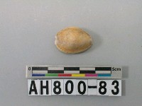 藏品(貝類)的圖片